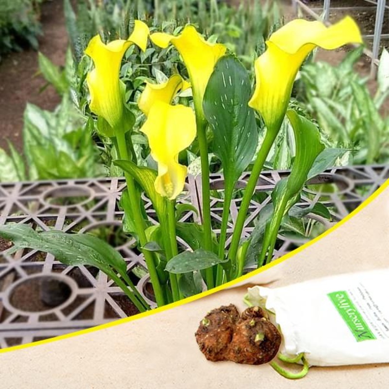 Calla Lily (Mix) – Bulbs (set of 5)