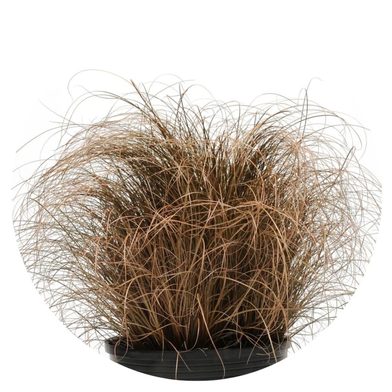 Carex comans Bronco | Leatherleaf Sedge | Pelleted