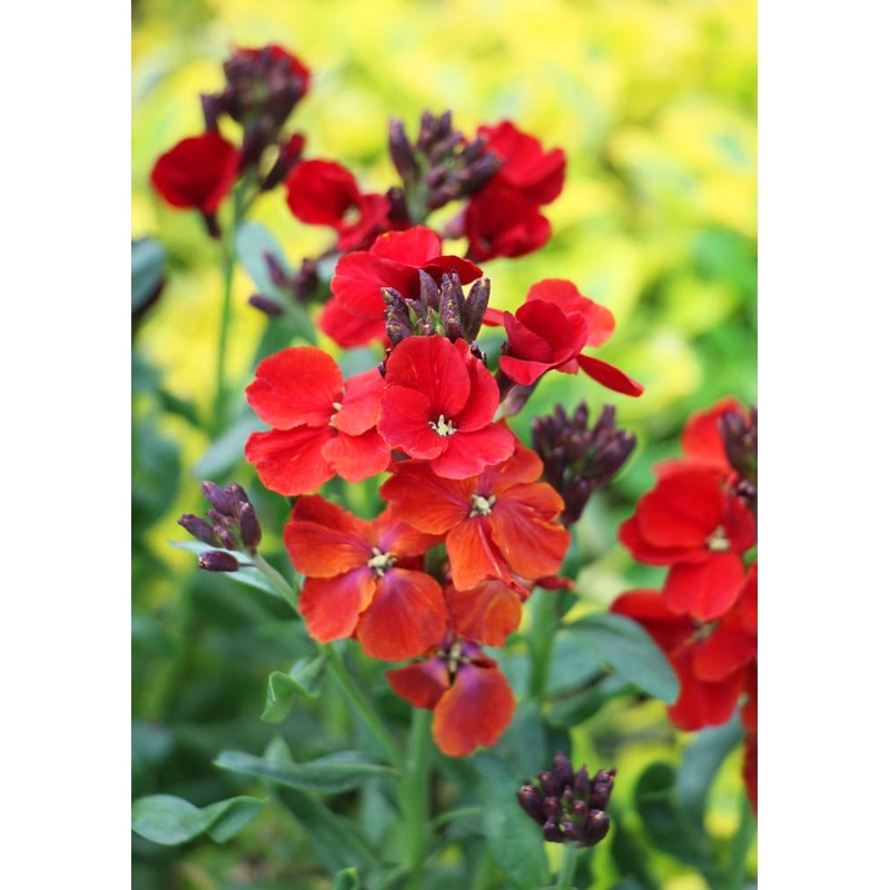 Cheiranthus cheiri Fire King | Erysimum cheiri | Wallflower