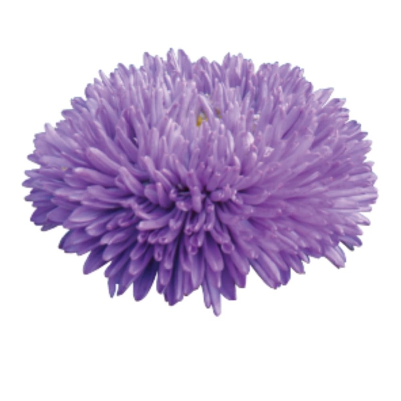 China Aster Gala Blue | Callistephus chinensis