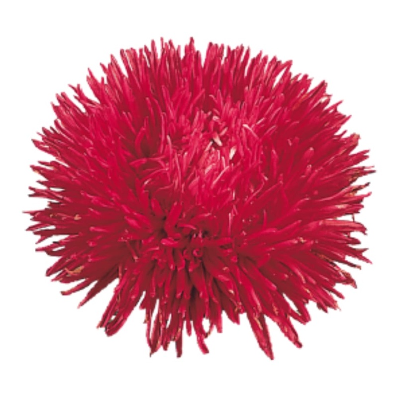 China Aster Gala Burgundy | Callistephus chinensis