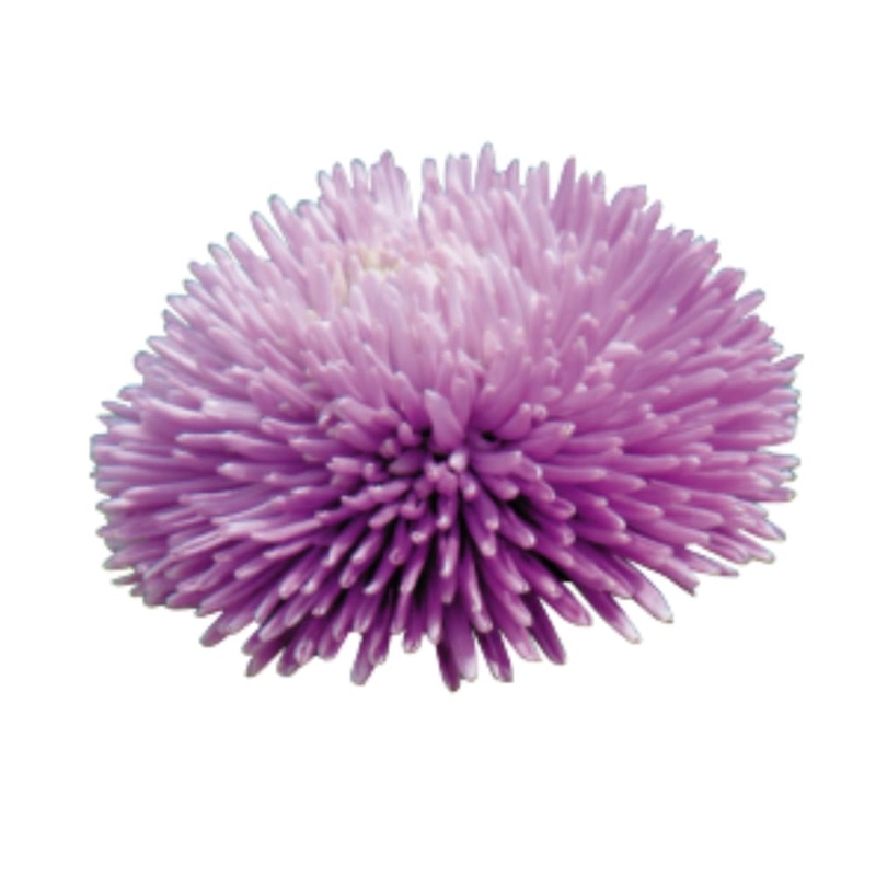 China Aster Gala Lavender | Callistephus chinensis