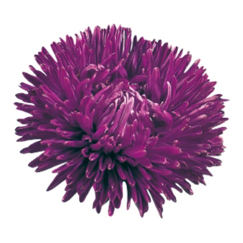 China Aster Gala Purple | Callistephus chinensis