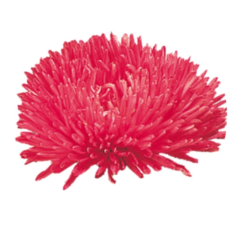 China Aster Gala Scarlet | Callistephus chinensis