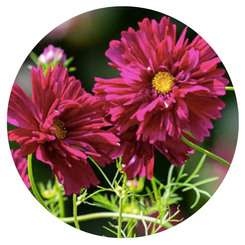 Cosmos bipinnatus Double Click Cranberries | Tall plants