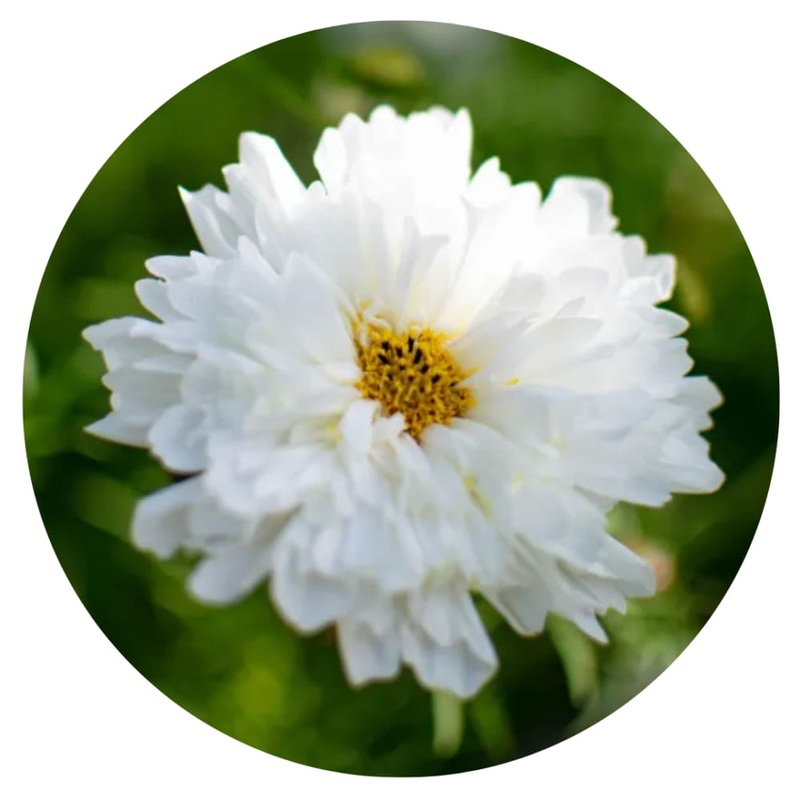 Cosmos bipinnatus Double Click Snow Puff