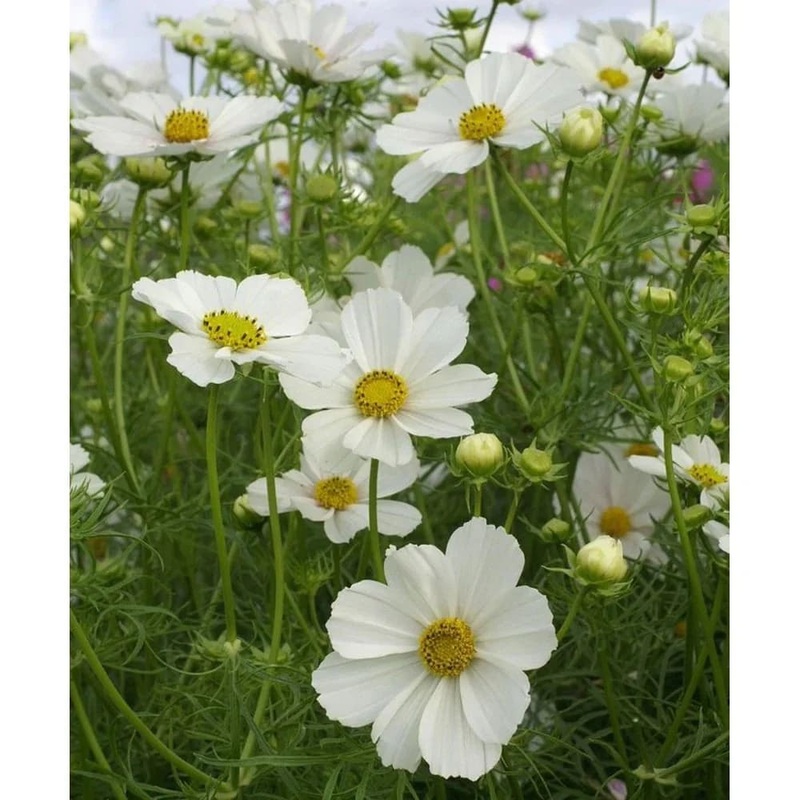 Cosmos bipinnatus Sensation Purity