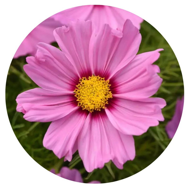 Cosmos bipinnatus Sonata Pink Blush | Compact Pot Flower