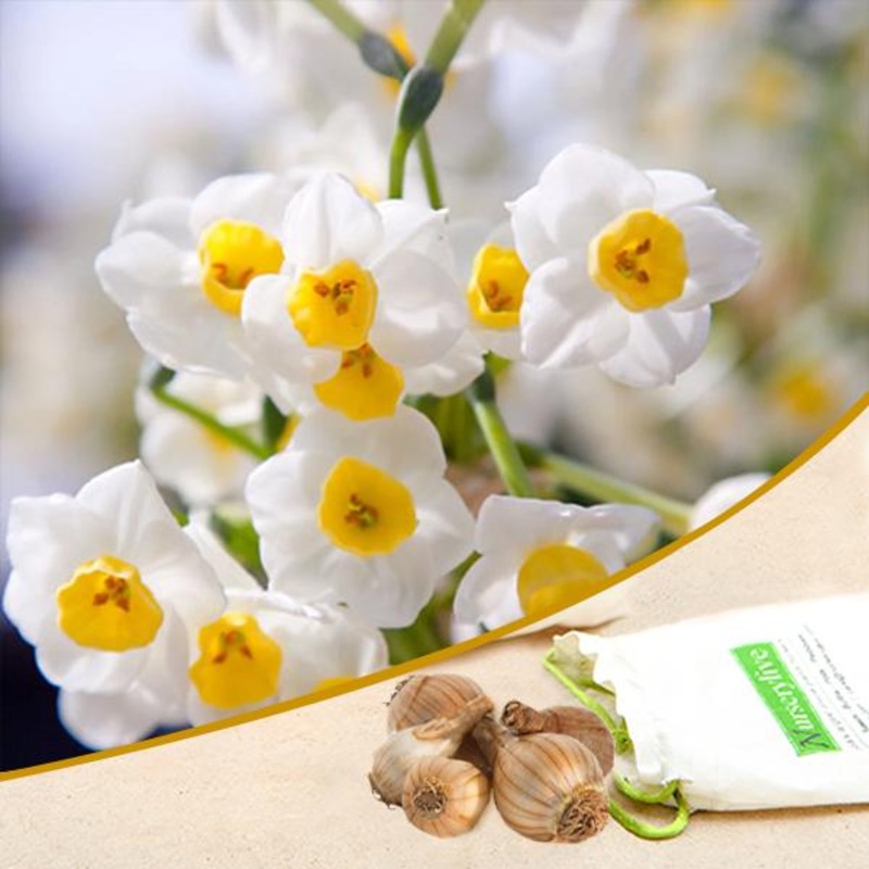Daffodil Tazetta (White) – Bulbs (set of 5)