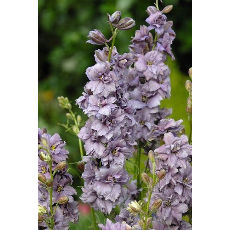 Delphinium consolida Misty Lavander | Larkspur