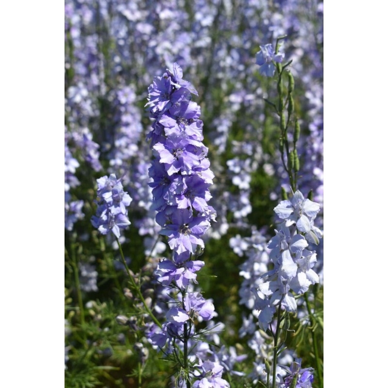 Delphinium consolida QIS Light Blue | Larkspur
