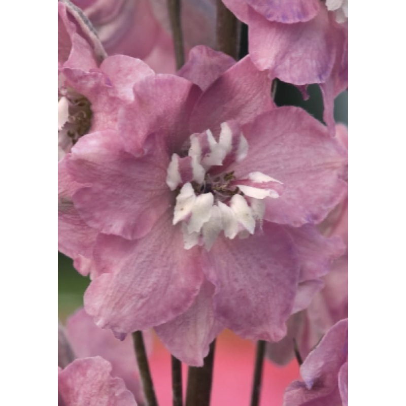 Delphinium elatum Magic Fountains Cherry Blossom White Bee | Delphinium | Excellent as Cut Flower