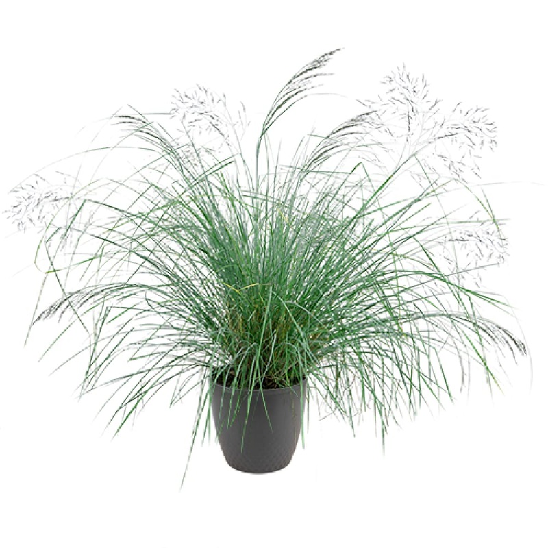Eragrostis elliotii Lovey | Blue Love Grass