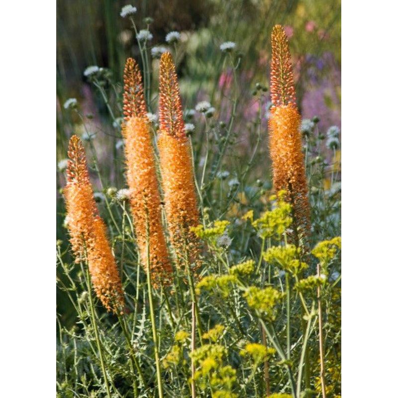 Eremurus x isabellinus Cleopatra | Desert candle