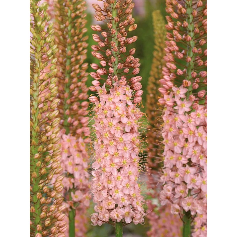 Eremurus x isabellinus Romance | Desert candle