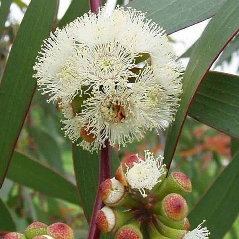 Eucalyptus Pilularis, Blackbutt – 0.5 kg Seeds