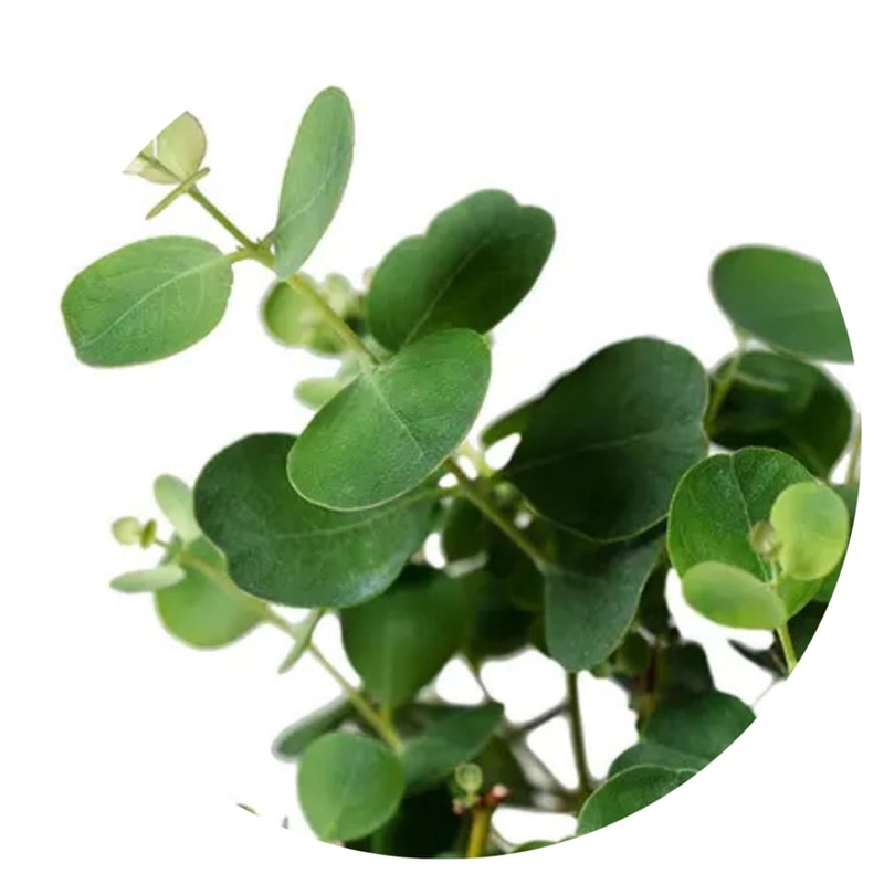 Eucalyptus websteriana | Websters Mallee