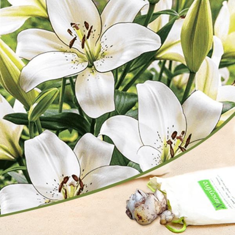 Eyeliner Asiatic Lily (White) – Bulbs (set of 5)