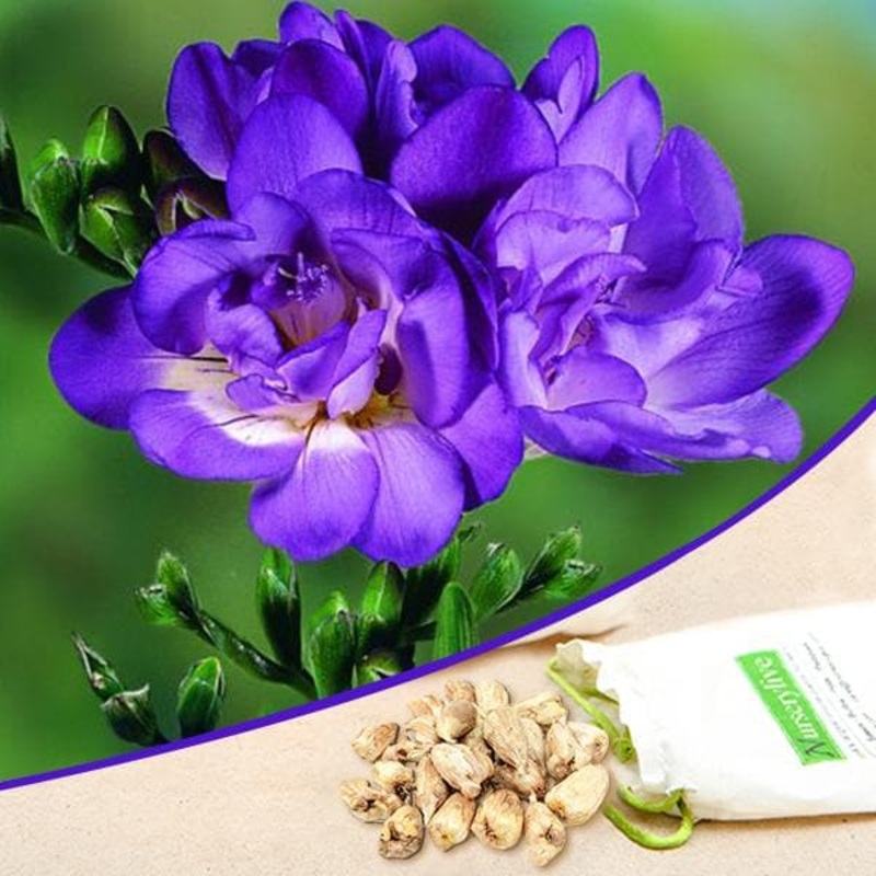 Freesia (Purple) – Bulbs|Set of 3|Set of 5