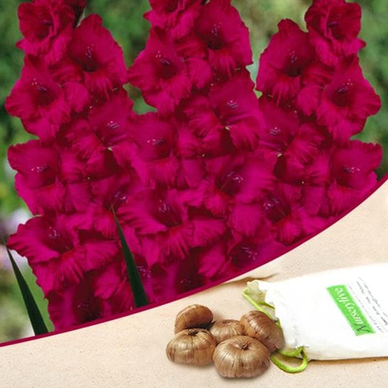 Gladiolus Candyman (Dark Pink) – Bulbs (set of 10)