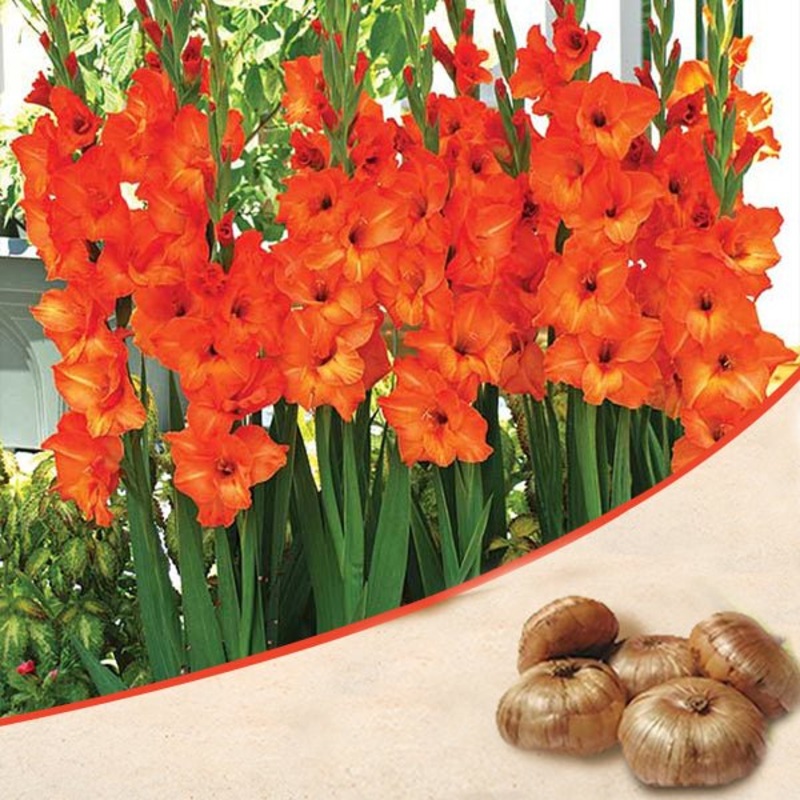Gladiolus (Orange) – Bulbs (set of 10)