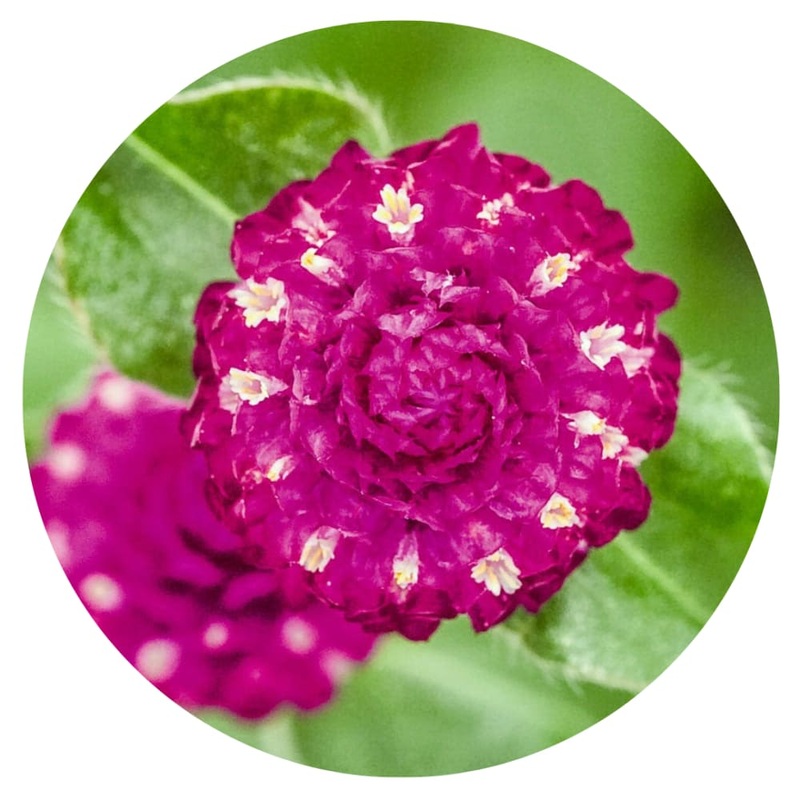 Gomphrena globosa Las Vegas Purple | Globe Amaranth |  Cut Flower
