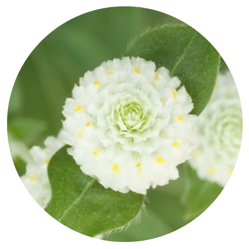 Gomphrena globosa Las Vegas White | Globe Amaranth |  Cut Flower