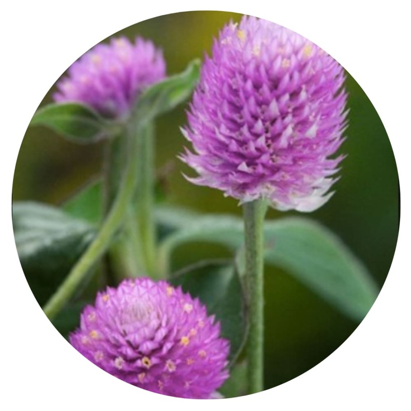 Gomphrena globosa Lavender Lady | Globe Amaranth