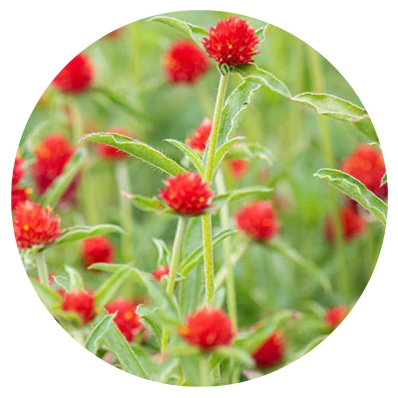 Gomphrena haageana Strawberry Fair | Rio Grande Globe Amaranth