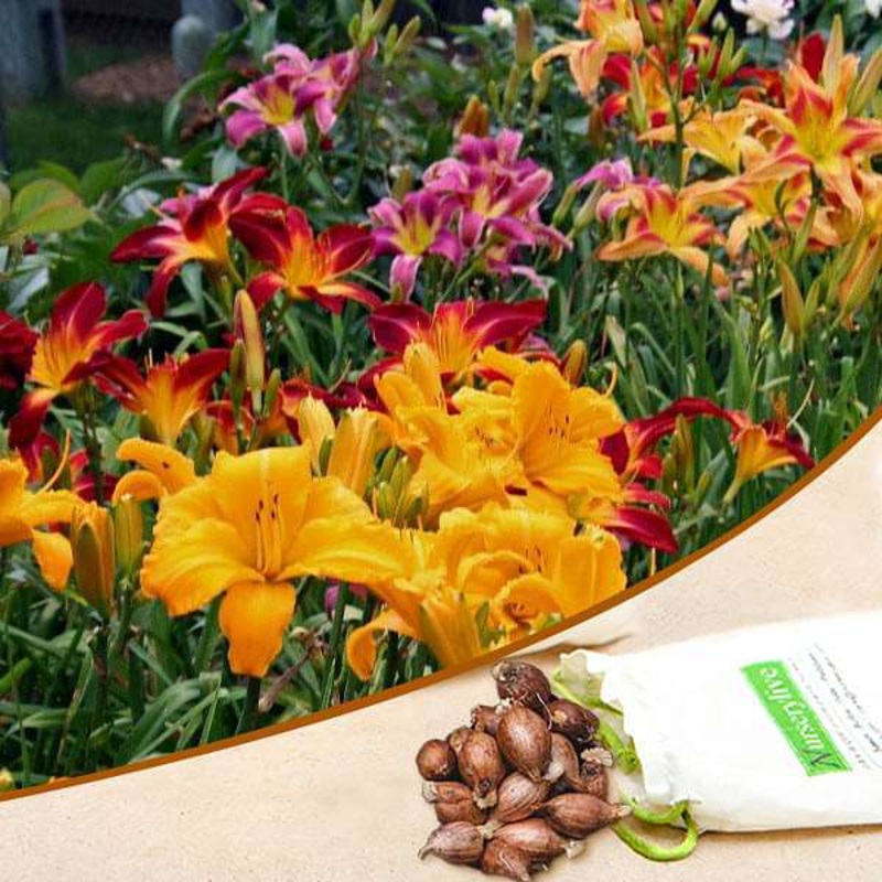 Hemerocallis, Day Lily (Random Color) – Bulbs (set of 10)