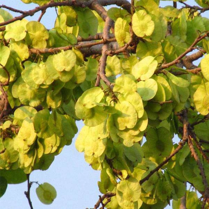 Holoptelea, Vavala – 0.5 kg Seeds