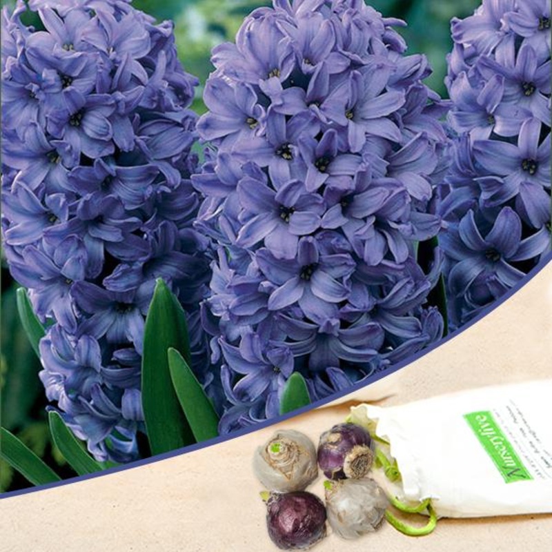 Hyacinth Delft (Blue) – Bulbs (set of 5)
