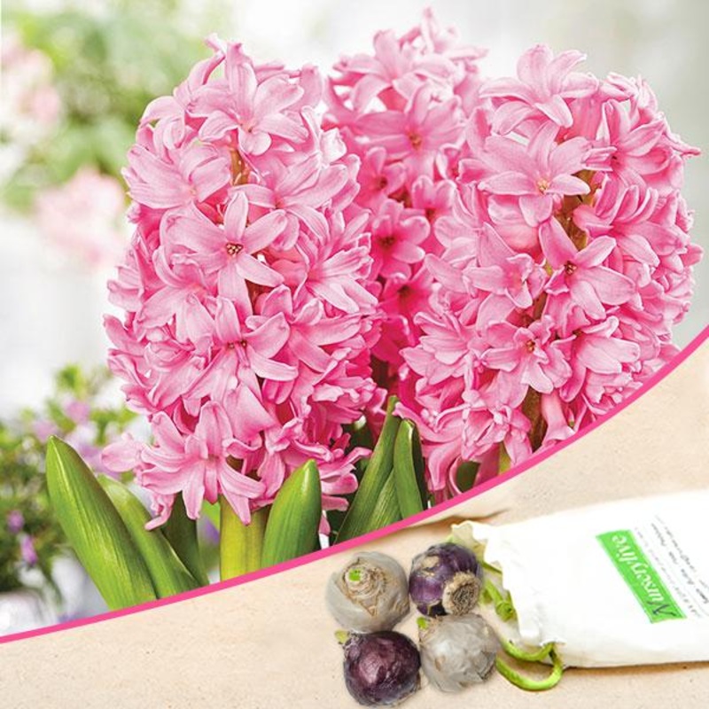 Hyacinth Fondant (Baby Pink) – Bulbs (set of 5)
