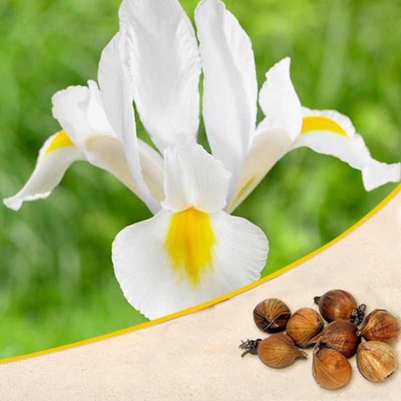 Iris Apollo (White, Yellow) – Bulbs (set of 5)