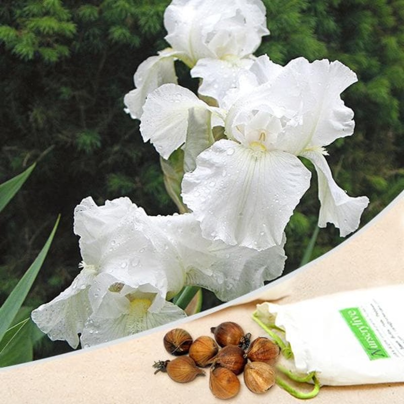 Iris Germanica (White Magic) – Bulbs (set of 5)