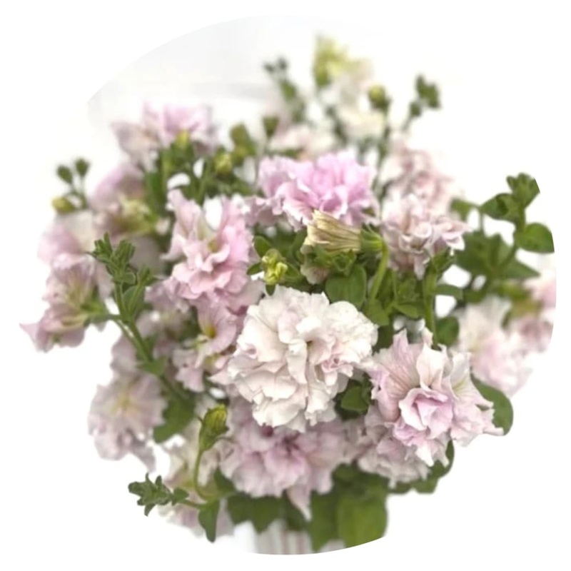 Italian Petunia Grandiflora Alegra Orchid Vein F1 | Petunia for Cutting | Pelleted