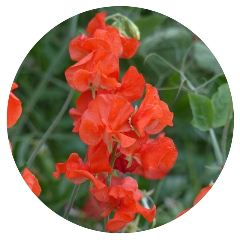 Lathyrus odoratus Spring Sunshine Orange | Sweet Pea