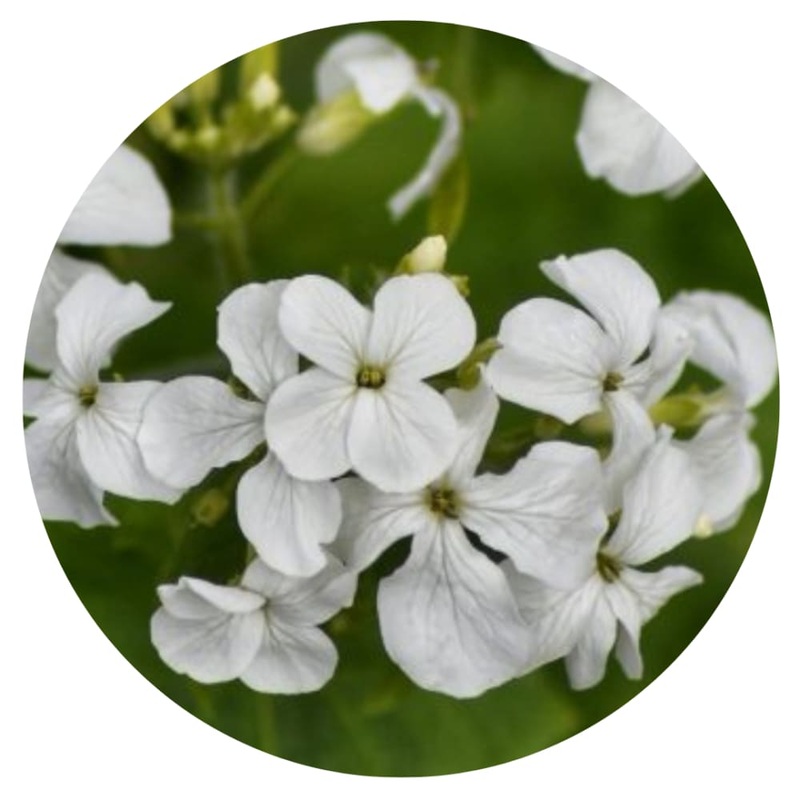 Lunaria annua Alba | White Honesty | Money Plant