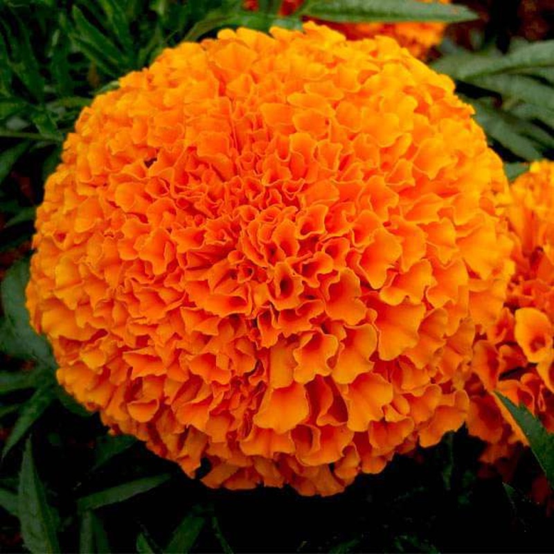 Marigold Perfection Orange – Flower Seeds