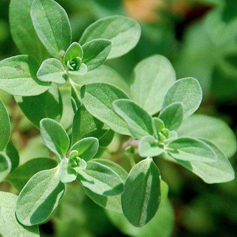 Marjoram – Herb Seeds