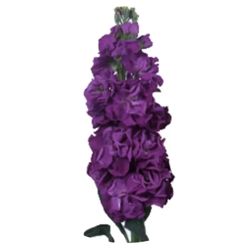 Matthiola incana Iron Purple | Stock
