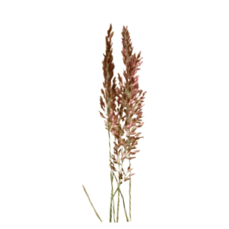 Melinis nerviglumis Savannah | Ruby Grass
