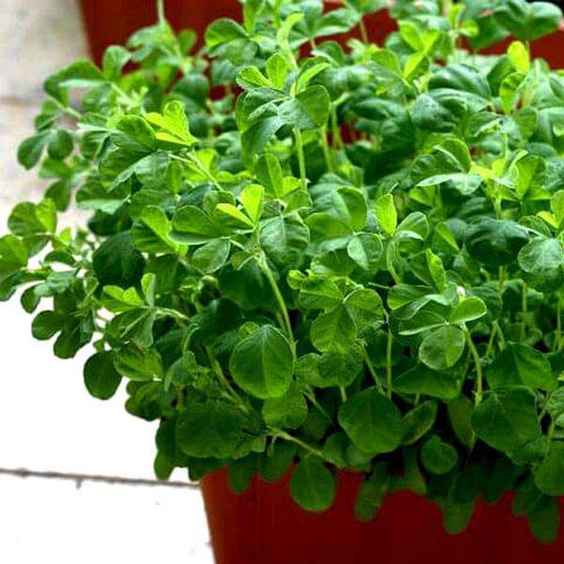Methi Kasturi, Fenugreek – Vegetable Seeds