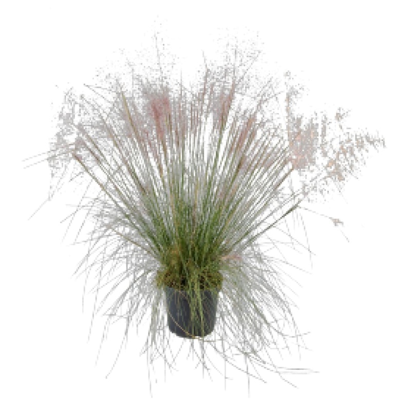Muhlenbergia capillaris Ruby | Pink Muhly Grass