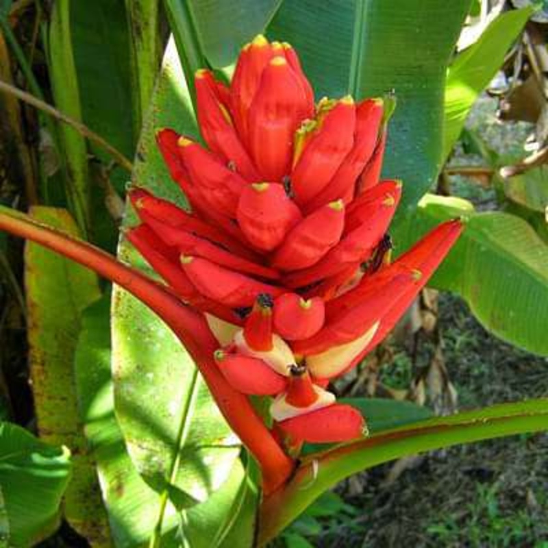 Musa coccinea – Plant