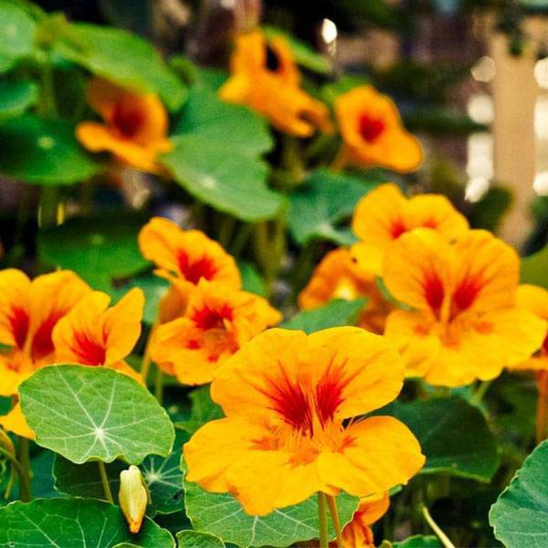 Nasturtium Golden Yellow – Flower Seeds
