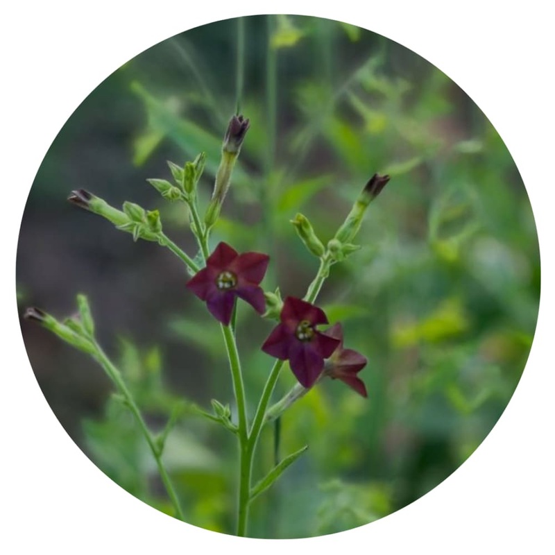 Nicotiana langsdorffii Bronze Queen | Flowering Tobacco