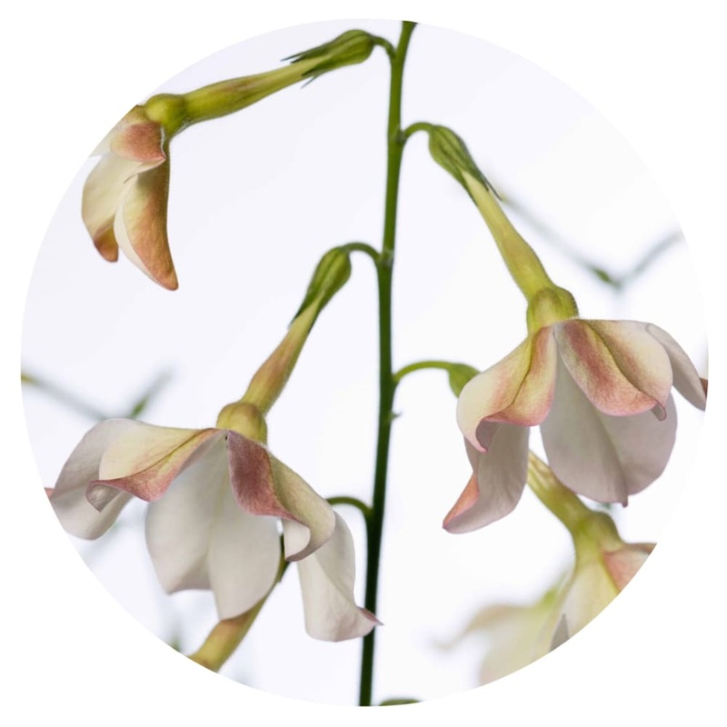 Nicotiana x sanderae Sirius Appleblossom F1 | Flowering Tobacco | Pelleted