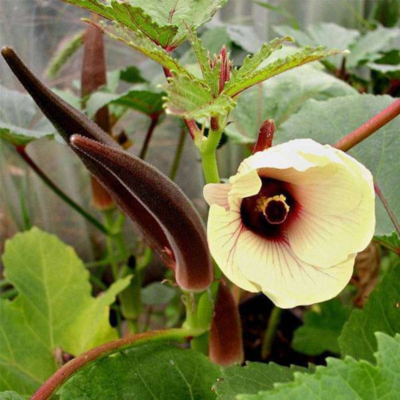 Okra Red Burgundy – Vegetable Seeds