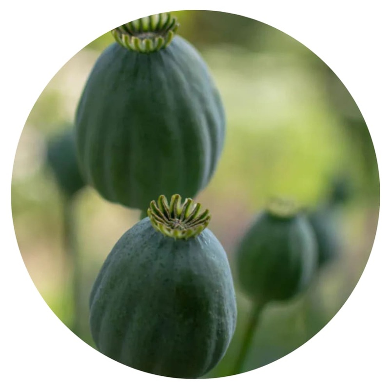 Papaver somniferum Bowling Ball